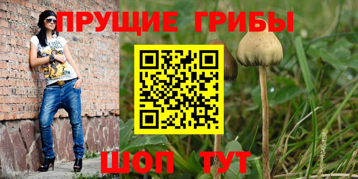 Псилоцибиновые грибы мицелий  Вход с VPN  Псилоцибиновые грибы мицелий  Лесной 